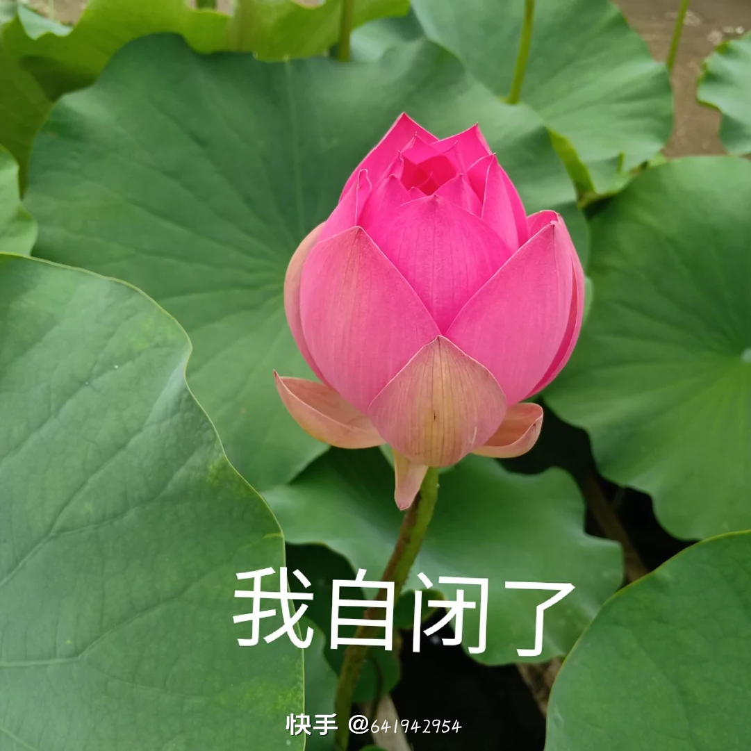 美女图片微信头像_美女照片头发